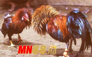 Đá gà MN88