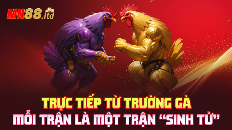 Trực tiếp từ trường gà – Mỗi trận là một trận “sinh tử”
