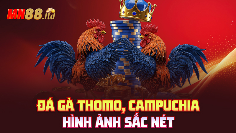 Đá gà Thomo, Campuchia – Hình ảnh sắc nét